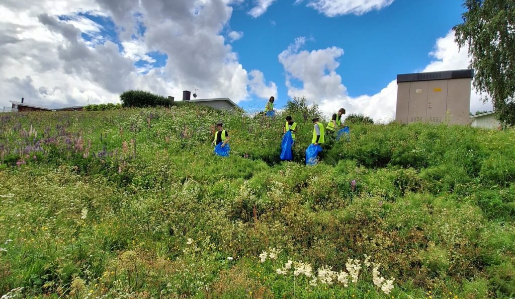 Bekämpning av blomsterlupin, 2024.